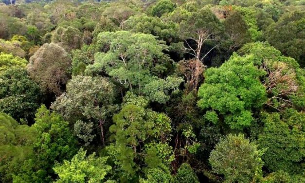 Kawasan Hutan Lindung Yang Mempunyai Peran Penting