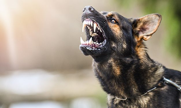 Penyakit Menular Rabies Yang Di Sebabkan Oleh Binatang