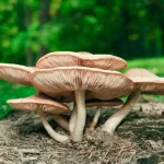 Makhluk Organisme Hidup Fungi Atau Sebuah Jamur