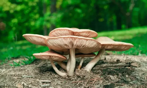 Makhluk Organisme Hidup Fungi Atau Sebuah Jamur