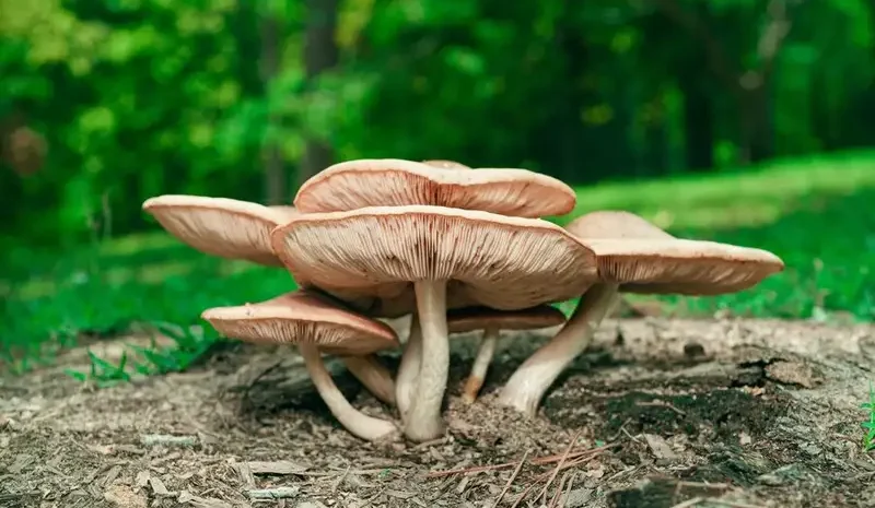 Makhluk Organisme Hidup Fungi Atau Sebuah Jamur