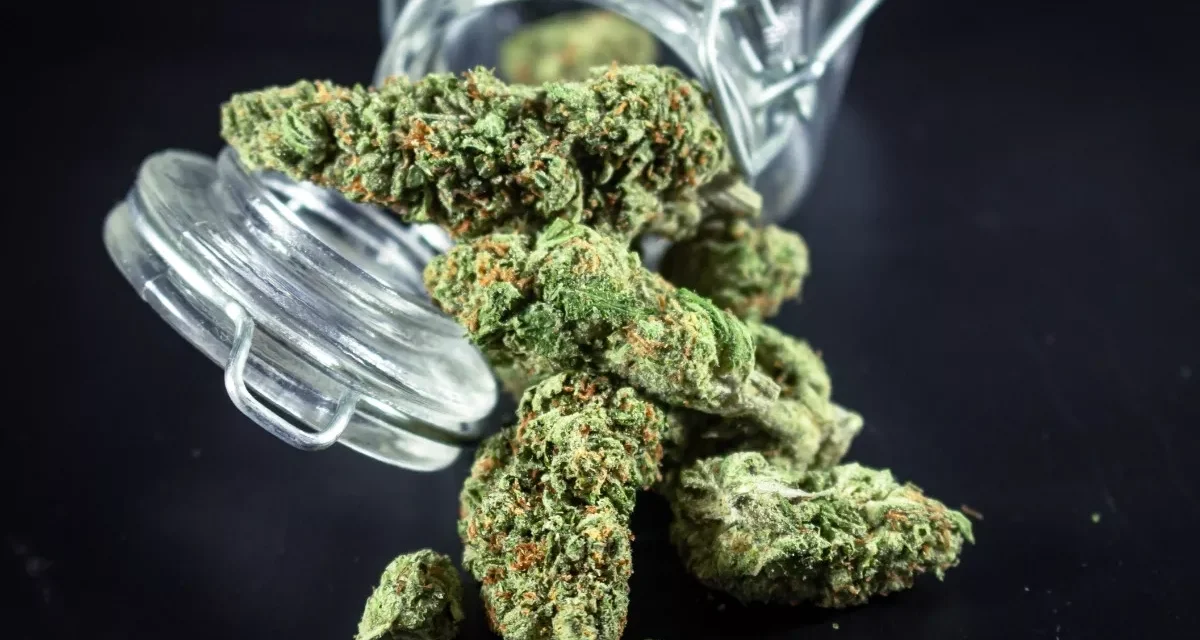 Sebuah Tumbuhan Ganja Yang Di Larang Dan Berbahaya