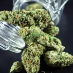 Sebuah Tumbuhan Ganja Yang Di Larang Dan Berbahaya