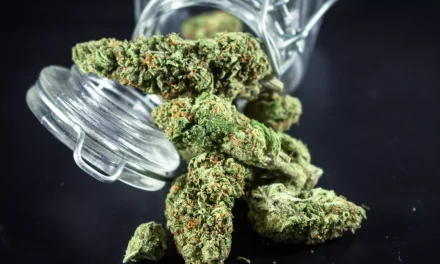 Sebuah Tumbuhan Ganja Yang Di Larang Dan Berbahaya