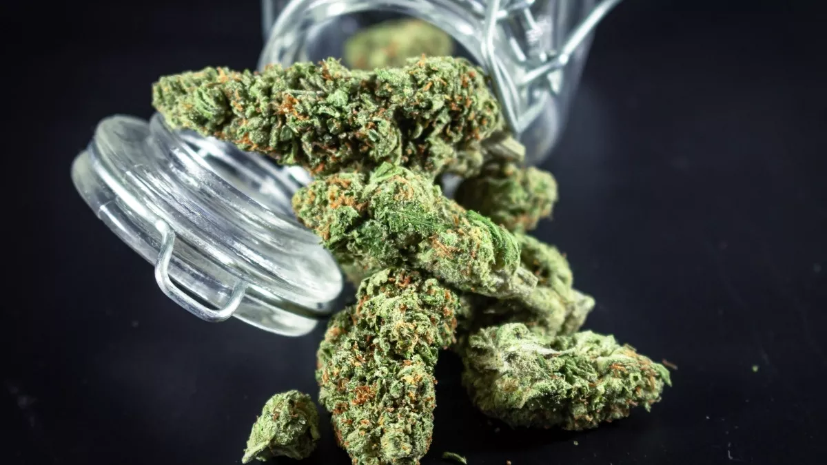Sebuah Tumbuhan Ganja Yang Di Larang Dan Berbahaya