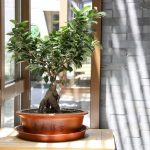 Tumbuhan Pohon Bonsai Yang Unik Dan Lucu