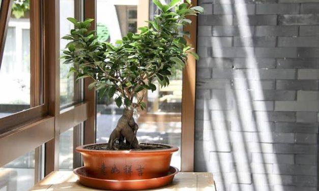 Tumbuhan Pohon Bonsai Yang Unik Dan Lucu