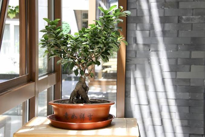 Tumbuhan Pohon Bonsai Yang Unik Dan Lucu